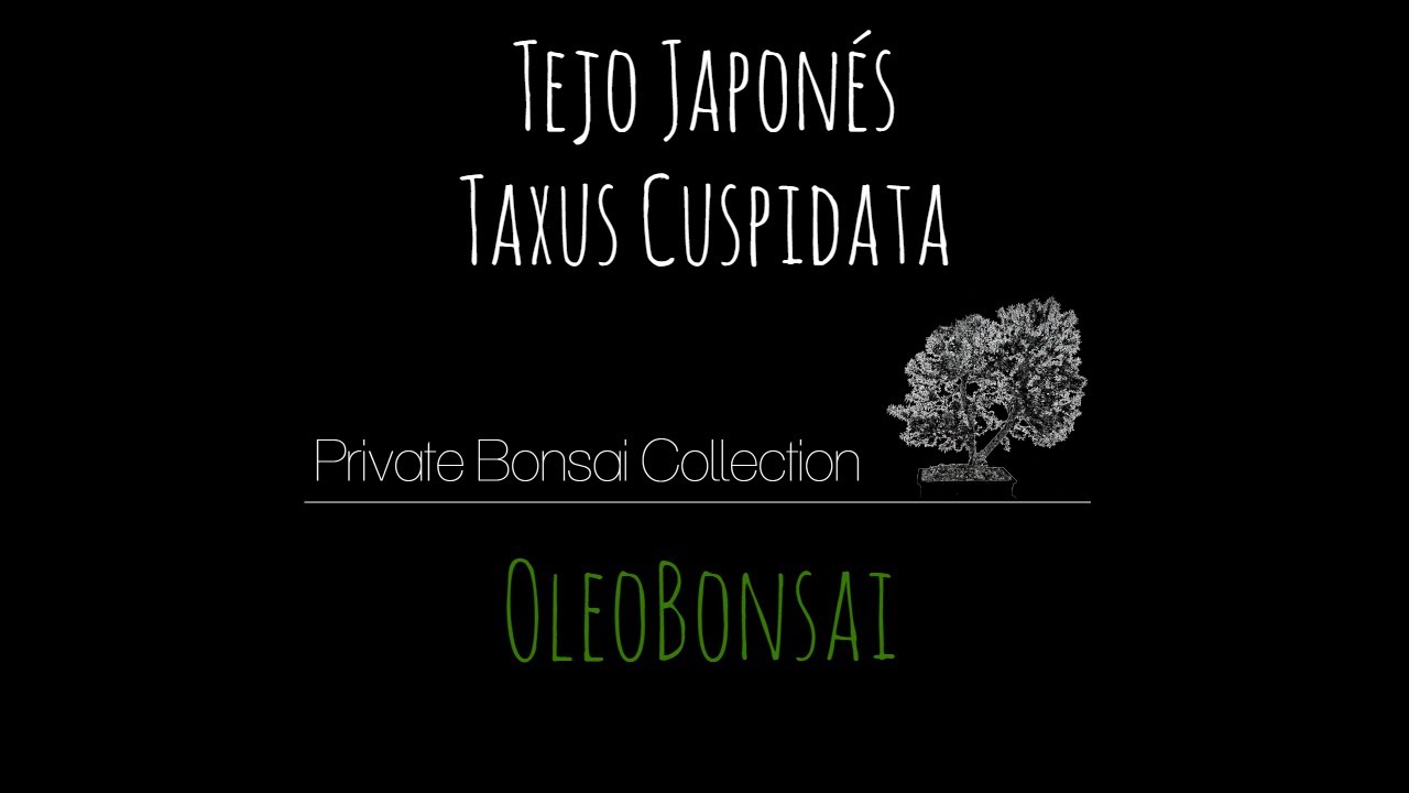 Bonsái Tejo Japonés - Taxus Cuspidata - Private Bonsai Collection
