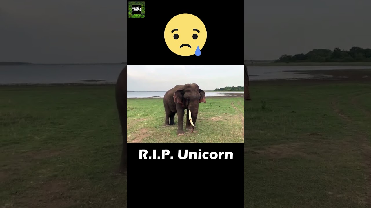 Rest In Peace Unicorn 😞 #elephantdeath #humanelephantconflict #poaching