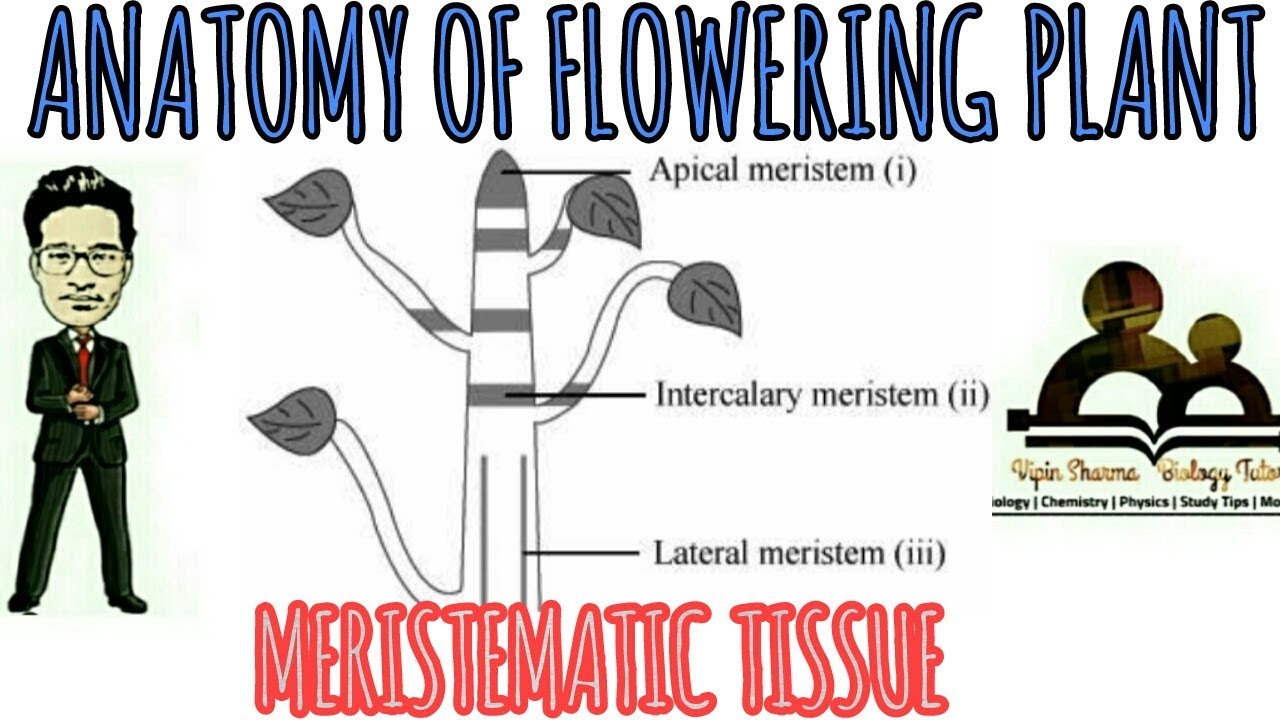 Anatomy of Flowering Plants | Details about Aeristematic Tissue for NEET AIIMS | NEET Biology