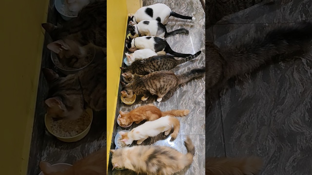 Lunch time😋🧿 #cat #animallife #cutecat #anmals #cuteanimal #funny #cats #kitten #catshorts