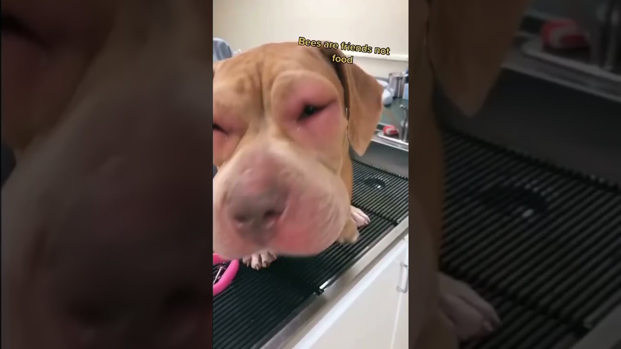Bee&rsquo;s Sting Dog *BAD*