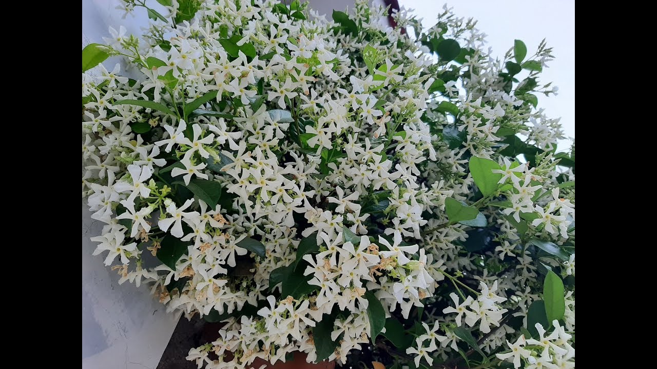 Cuidados del Trachelospermum jasminoides / Jazmín de leche / Jazmin de estrella / Falso jazmín
