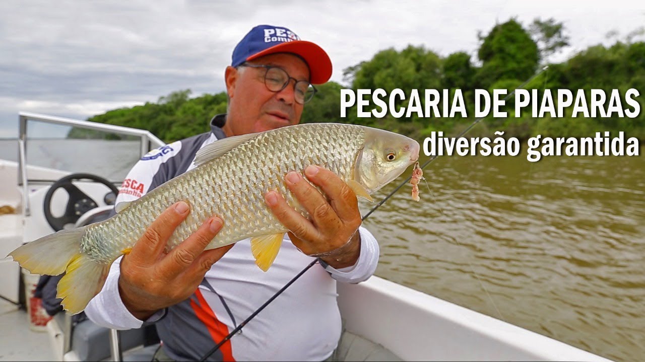 Os segredos da pescaria de piapara