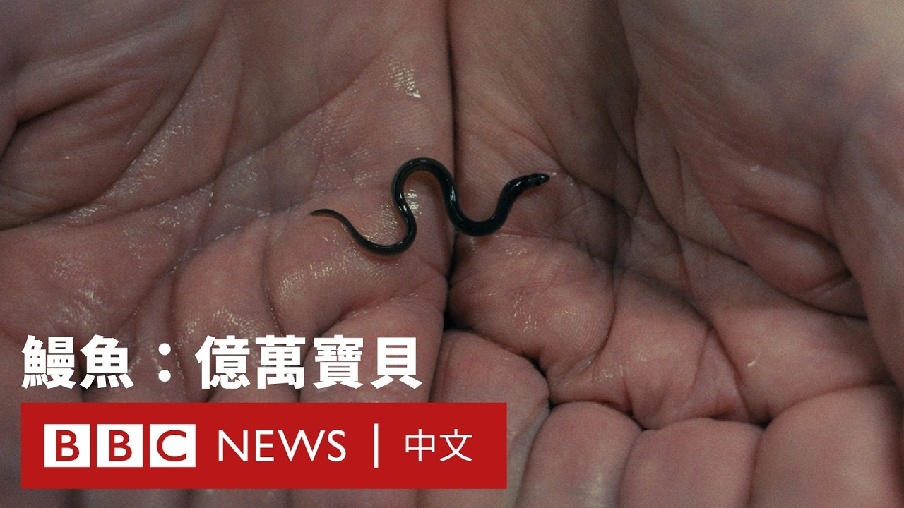 鰻魚：億萬寶貝&mdash;&mdash;揭秘香港黑社會如何走私「海上的可卡因」 － BBC News 中文