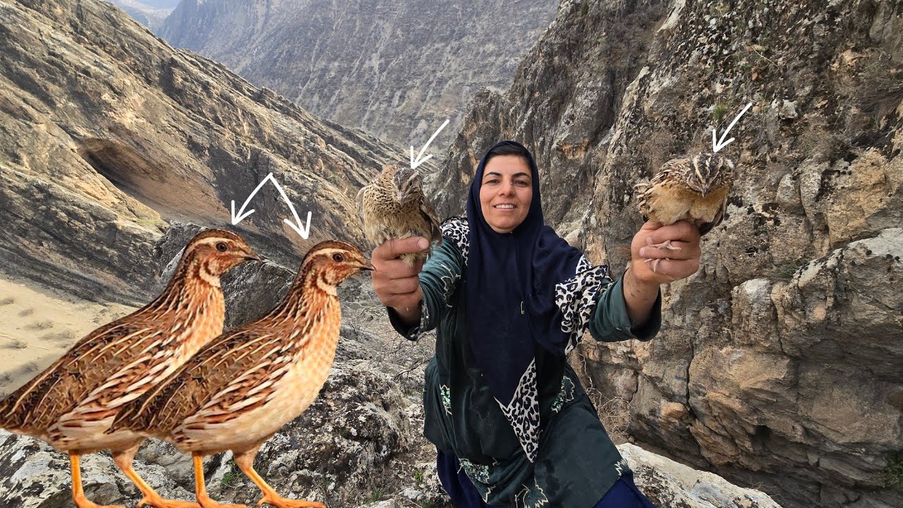 Unexpected discovery: Esmat and two quail chicks in the heart of the Zagros Mountains! 🐦✨