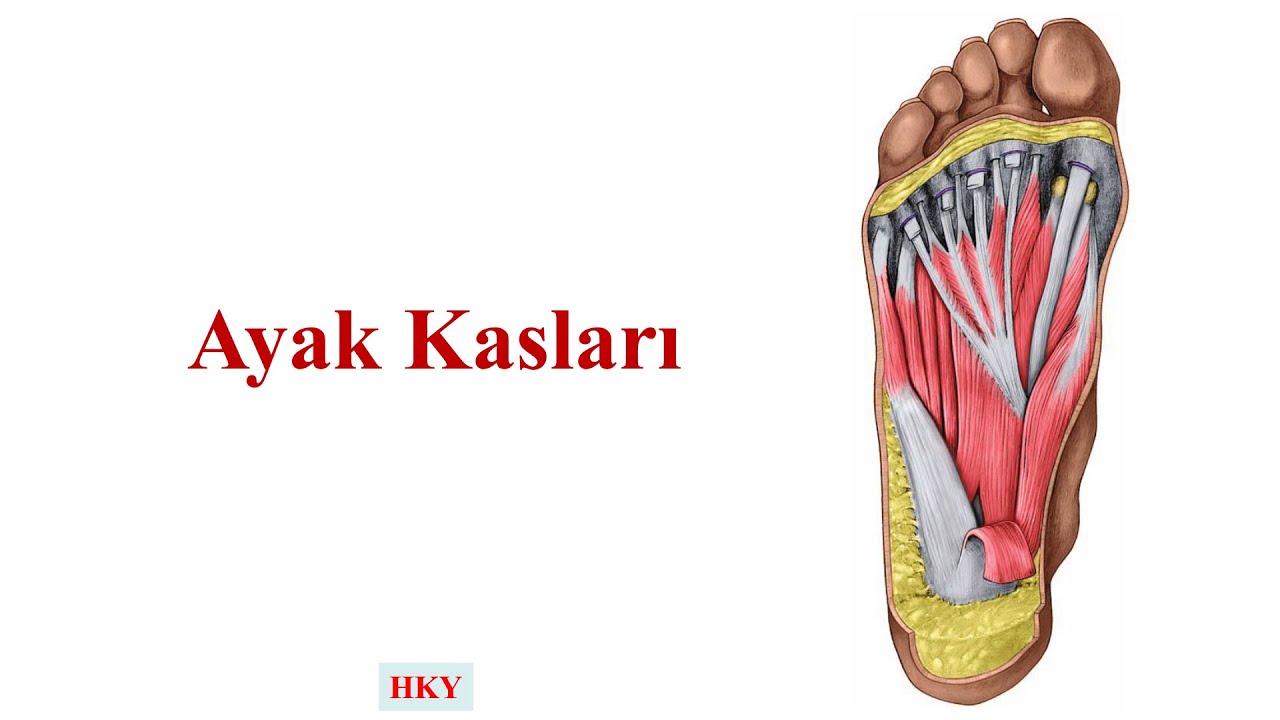 Ayak Kasları