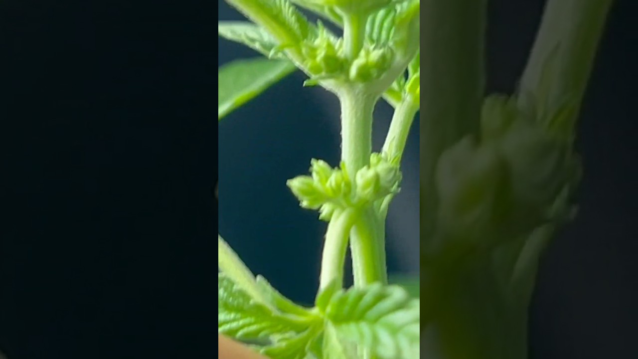 HOW TO: Tell if your weed plant is a male. (For beginners)