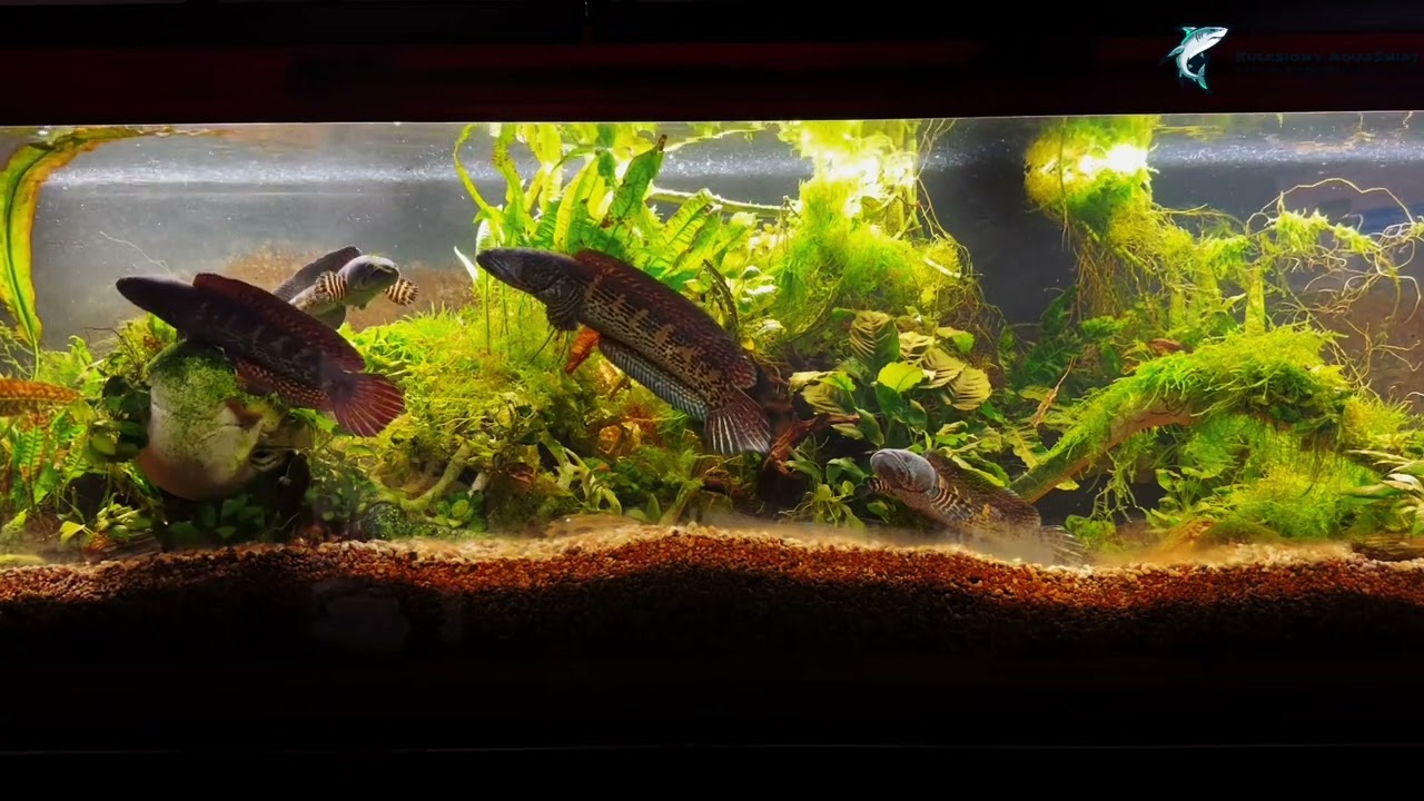 Wężogłów,Goldfleck-Schlangenkopffisch,Goldspotted Snakehead,Golden Cobra Snakehead – Pora Karmienia!