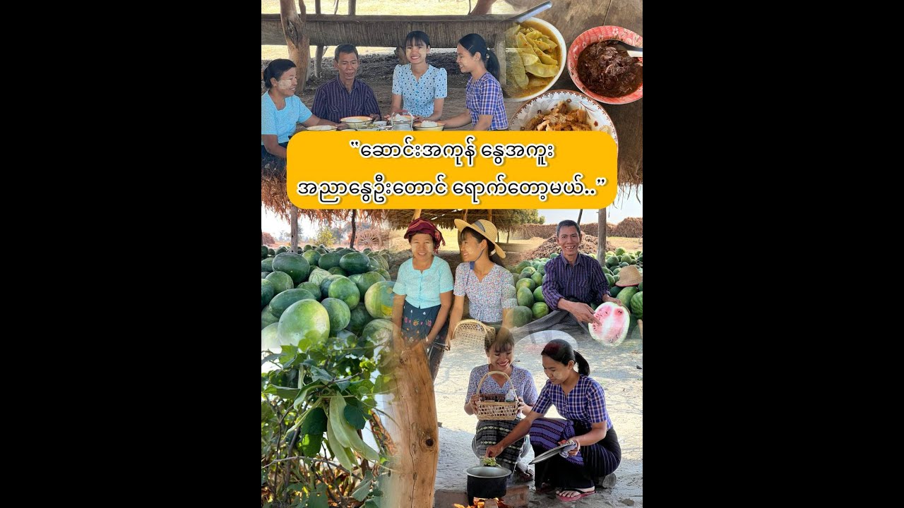 “နွားတင်းကုပ် ခရိုးက ပဲပုဇွန်သီးတွေ ခူးချက်မယ်..”