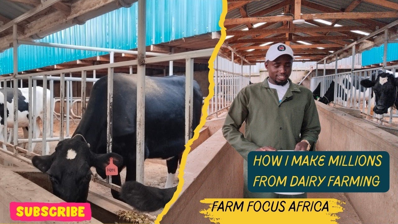 I MAKE MILLIONS AFTER I QUIT MY BANK JOB TO FOCUS ON DAIRY FARMING