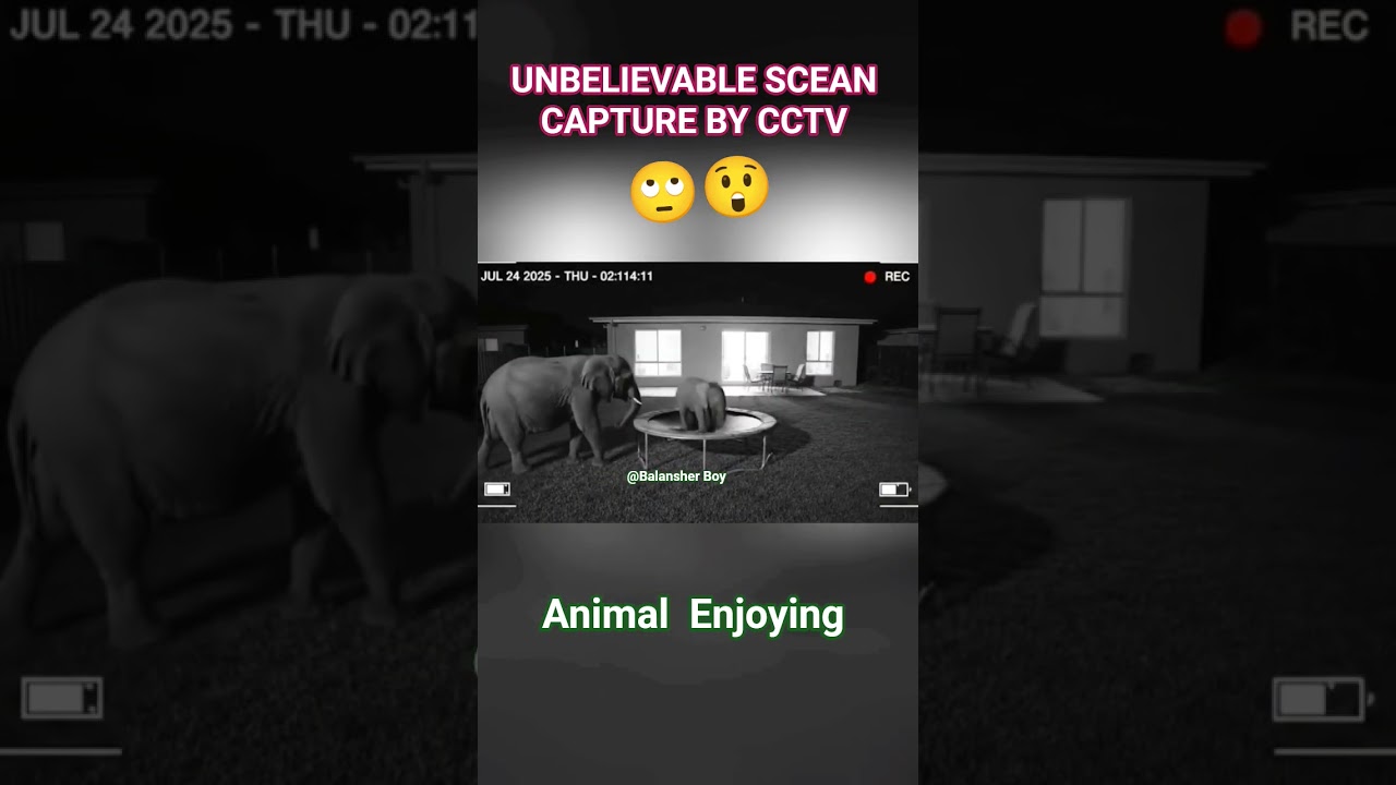 Unbelievable 😲 Scean Captured in CCTV | @balansherboy  | Animal Enjoying jumping bed | #Shorts