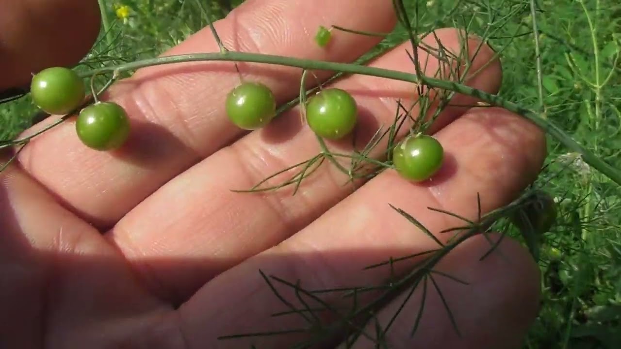 Asparagus officinalis is a perennial from the genus Asparagus of the Asparagaceae family