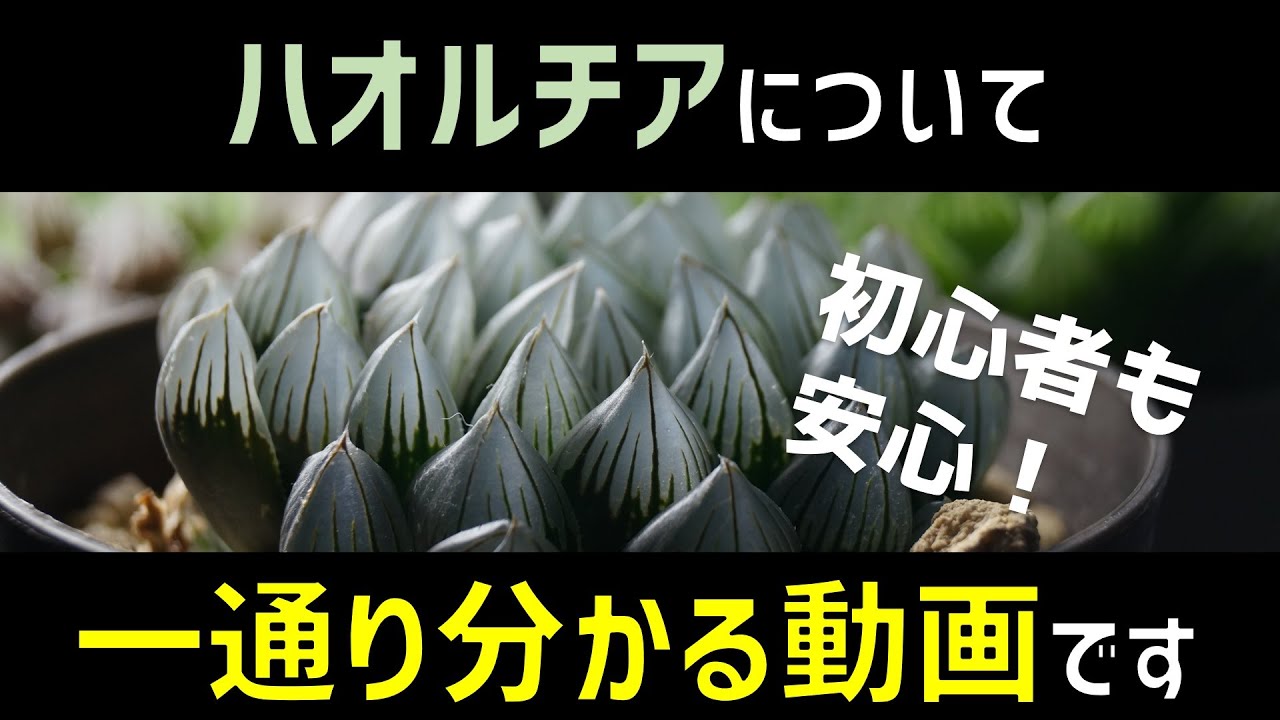 [ハオルチアの基本] 購入先・見所・育て方、全て解説します！ [オブツーサ]【多肉植物ハオルシア】
