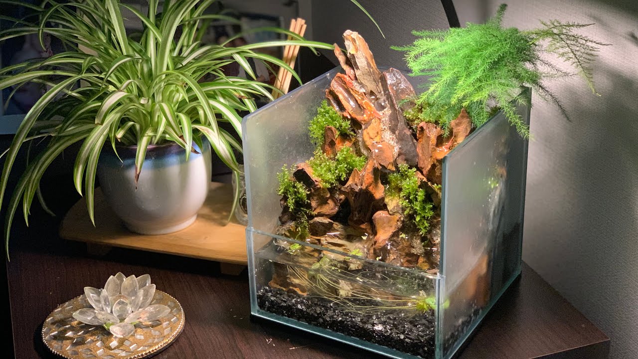 【アクアテラリウム】母の日プレゼントに小さな水槽を…【aqua terrarium】