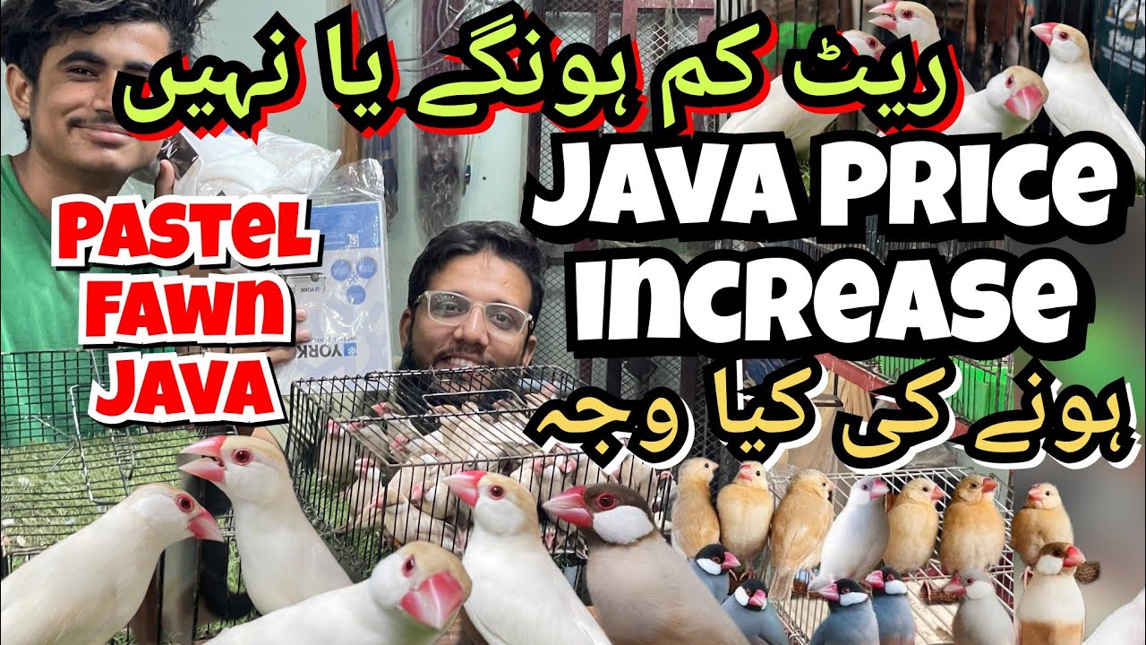 all java price increase | pastel fawn java or leli | rate kum hongy ya nahi ? waja kia hai