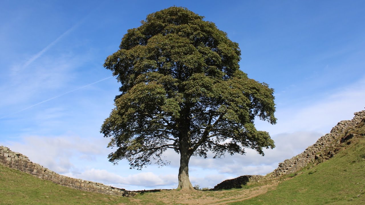 The Sycamore Tree: A Walk in Northumberland along Hadrian’s Wall to the famous Sycamore Tree