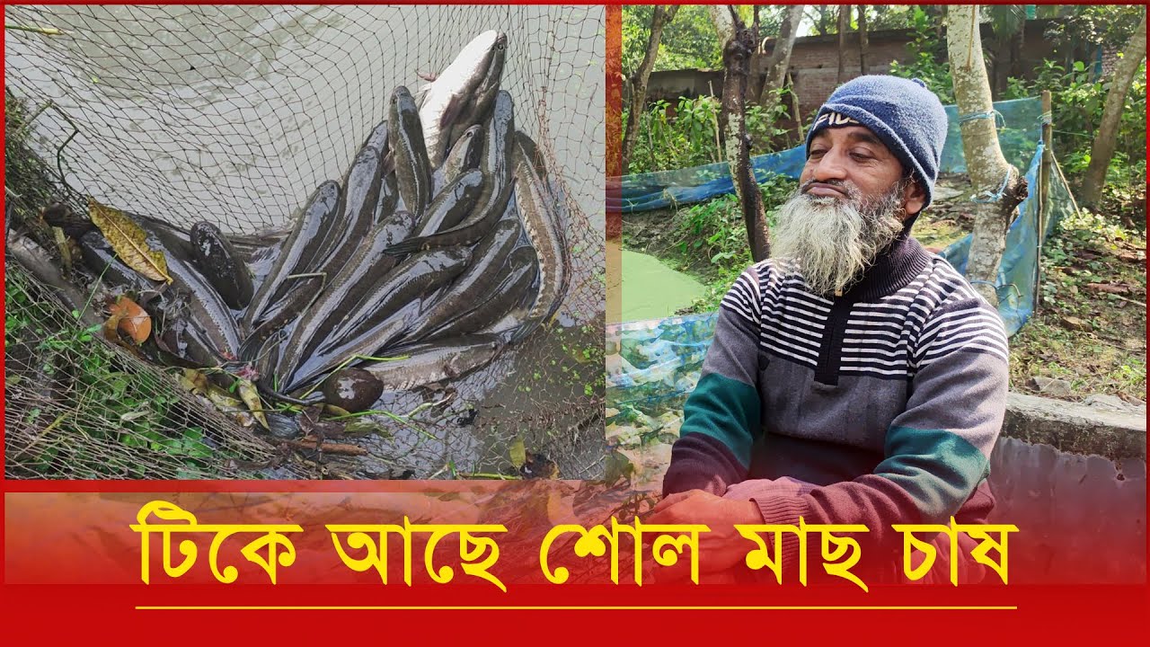 ১০ দিন ধরে শোল মাছ ধরবে জাকির হোসেন। #BDFISH #bbagroshop.com