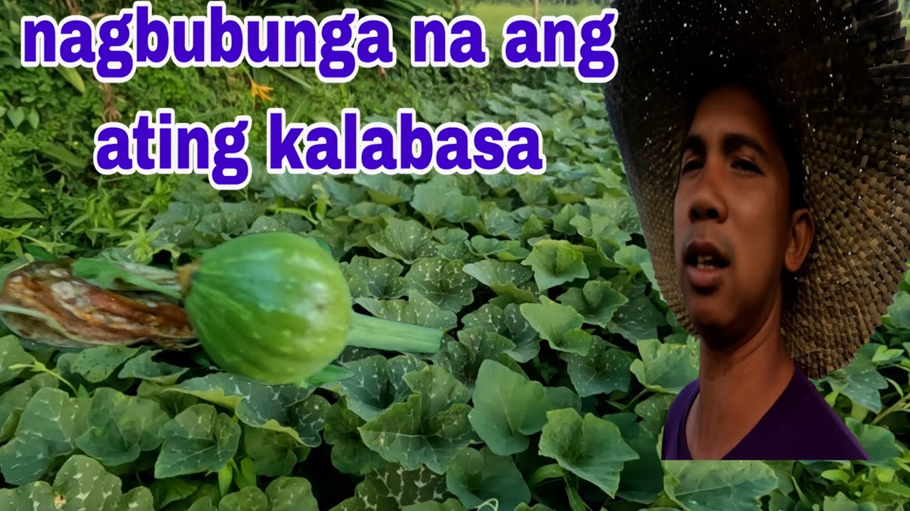Balikan natin ang nakaraan kalabasa update