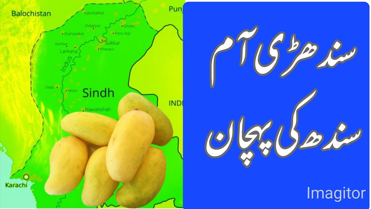 Sindhri Mango , King of Mango at Kazi Fruit Farms Shahdad Pur