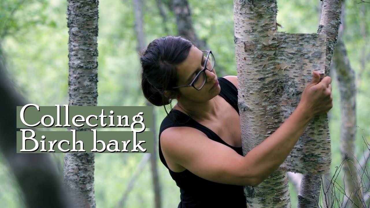 Ytste Skotet - Collecting Birch Bark // Samling av Bjørknever