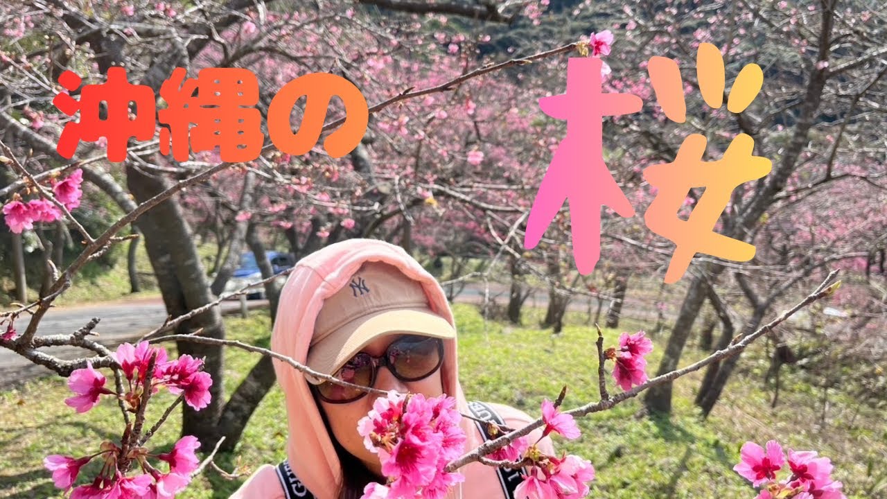 一足先に、沖縄桜開花！桜名所、名護市八重岳&今帰仁城址