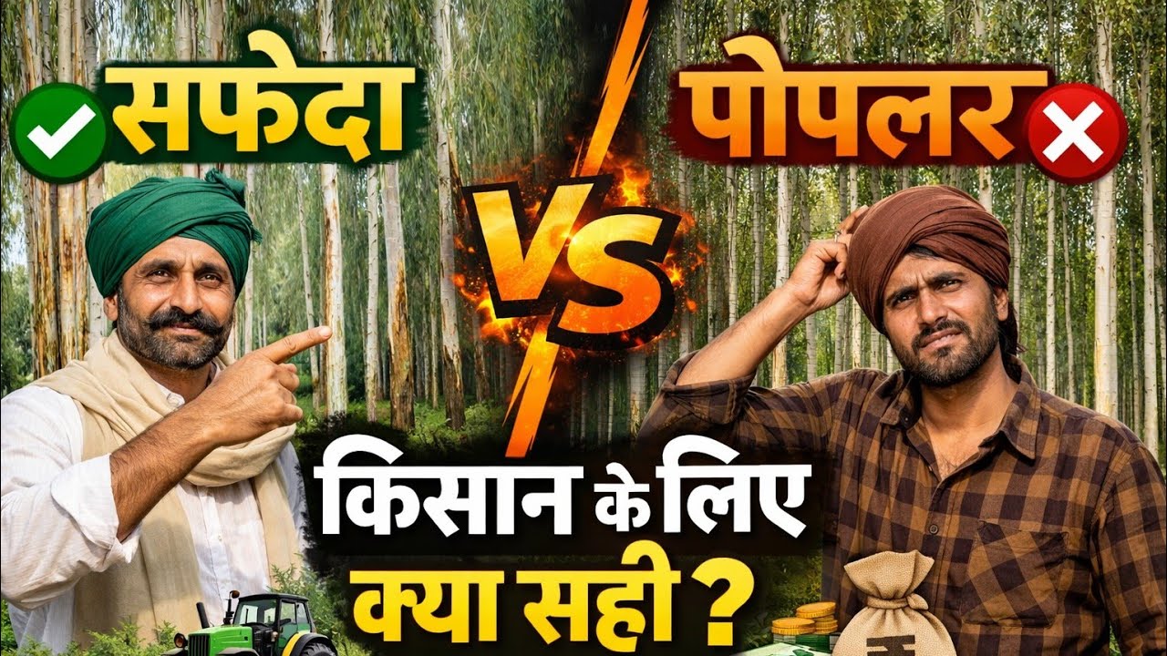 Kisan khet me poplar lagaye ya safeda 