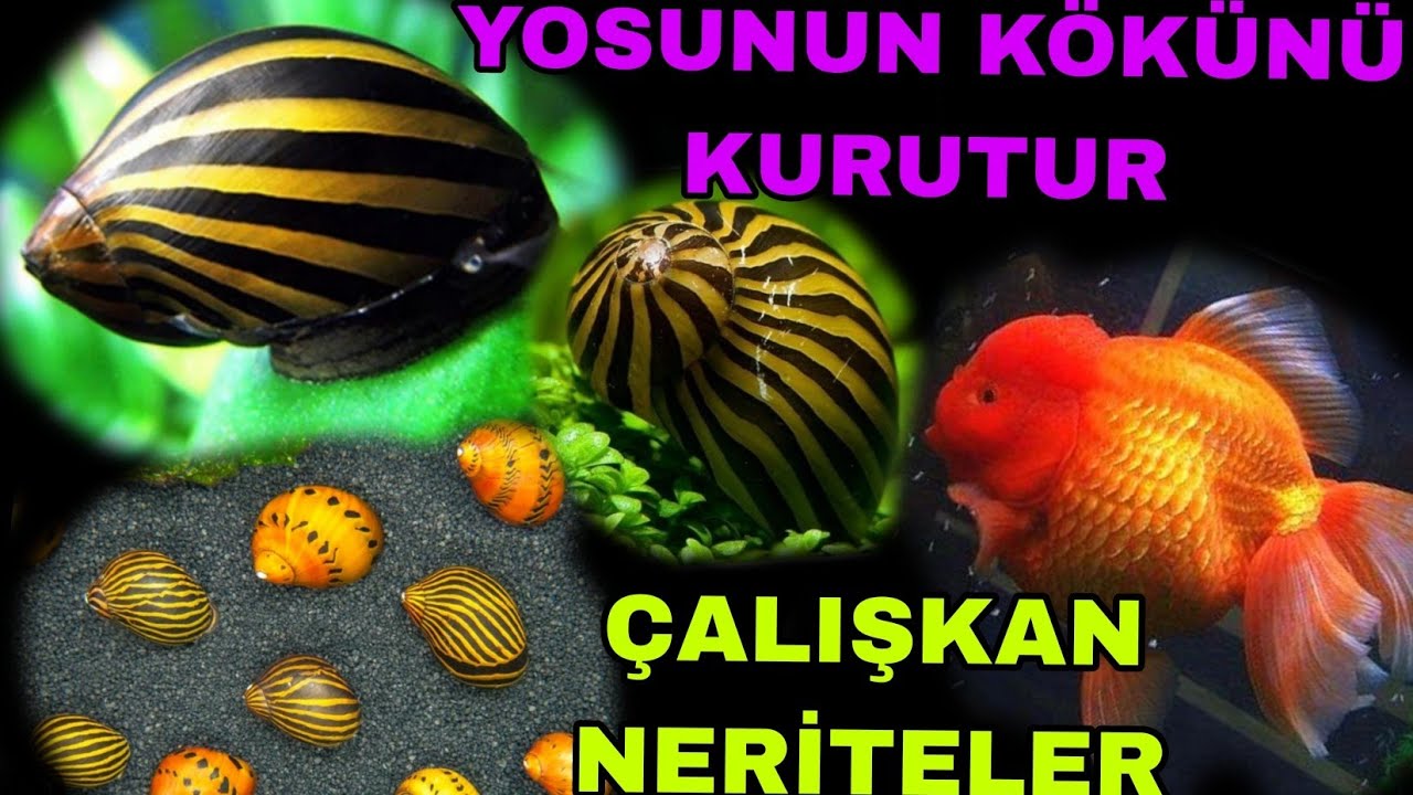 Nerite Salyangozları Hakkında Bilgiler Yosun Sorununa Birebir.Yeni Oranda#oranda 