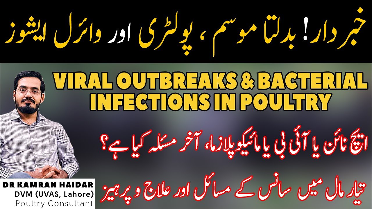 Cold Weather, Respiratory Problems & Viral Outbreaks in Poultry | H9, IB & Mycoplasma Infections