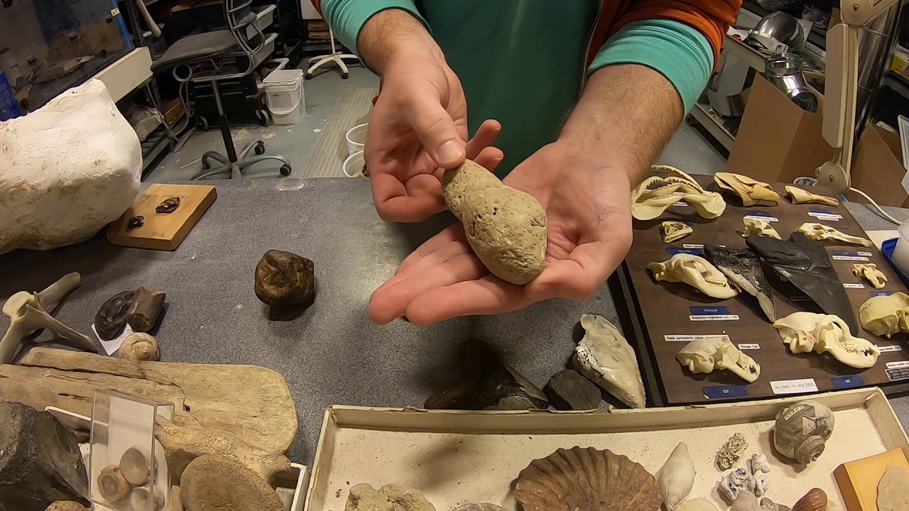 Fossilized Coprolite with Kevin