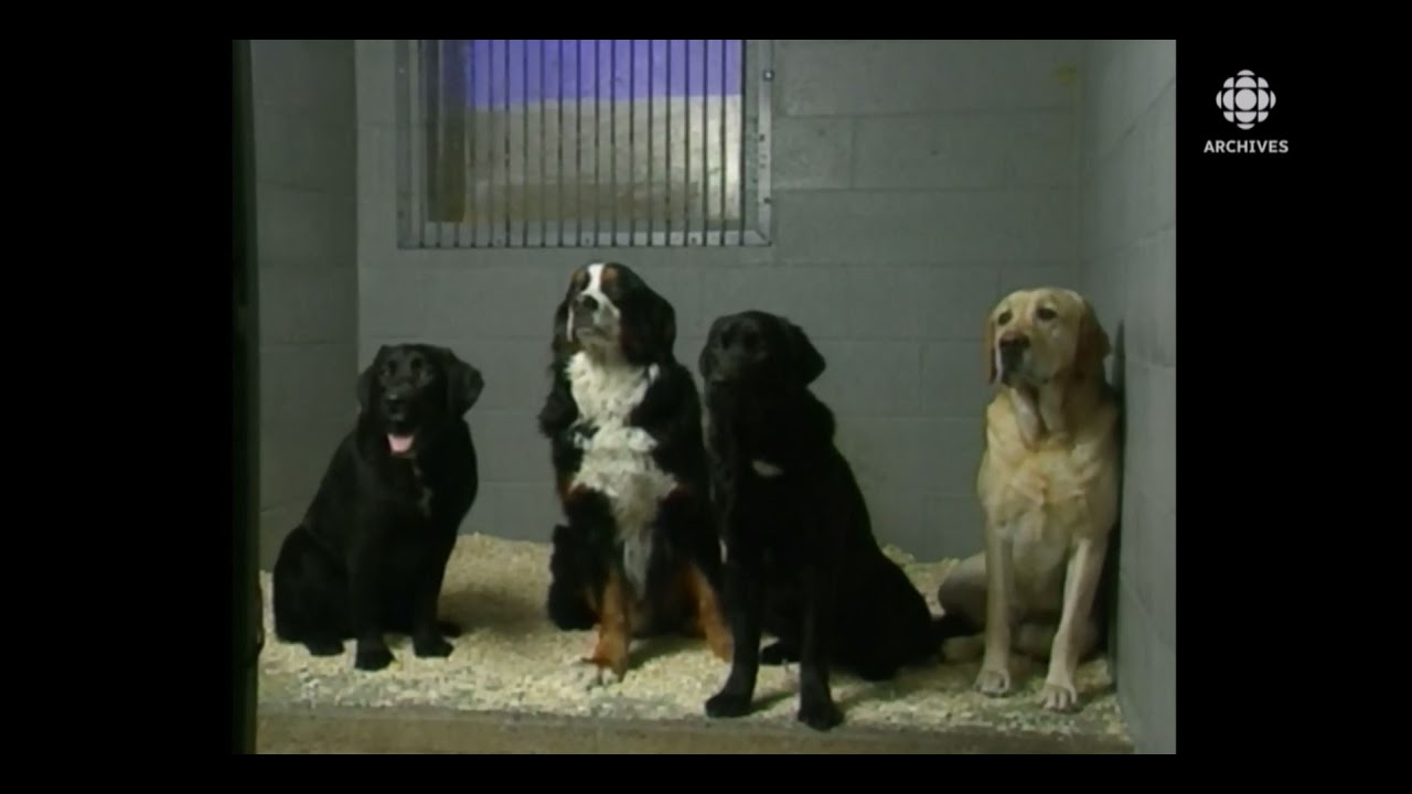 Chiens Labernois et  bouvier Saint-Pierre, une création de la Fondation Mira