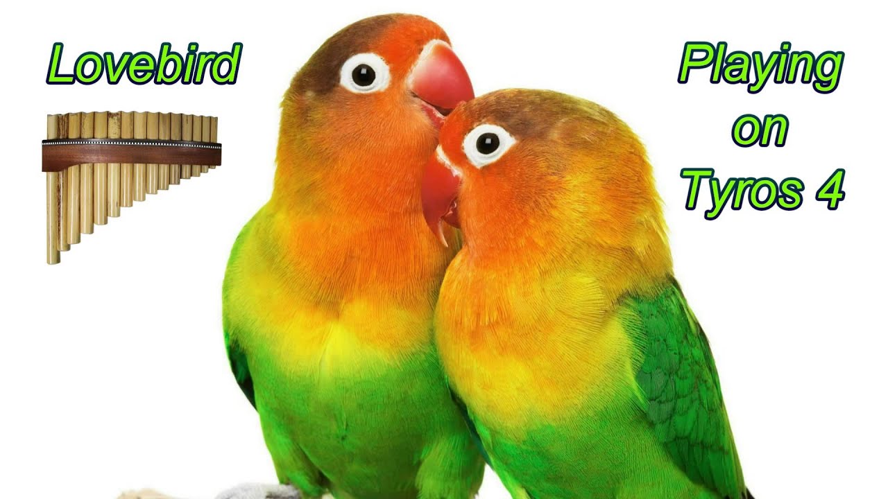 Lovebird - Panflute on Tyros 4