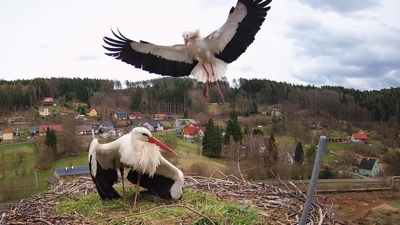 Č&aacute;pi Bohuslavice | Je to Bohou&scaron;ek ?! | Is that a Bohousek ?!