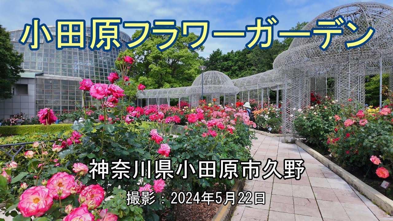 小田原フラワーガーデン [4K] Odawara Flower Garden