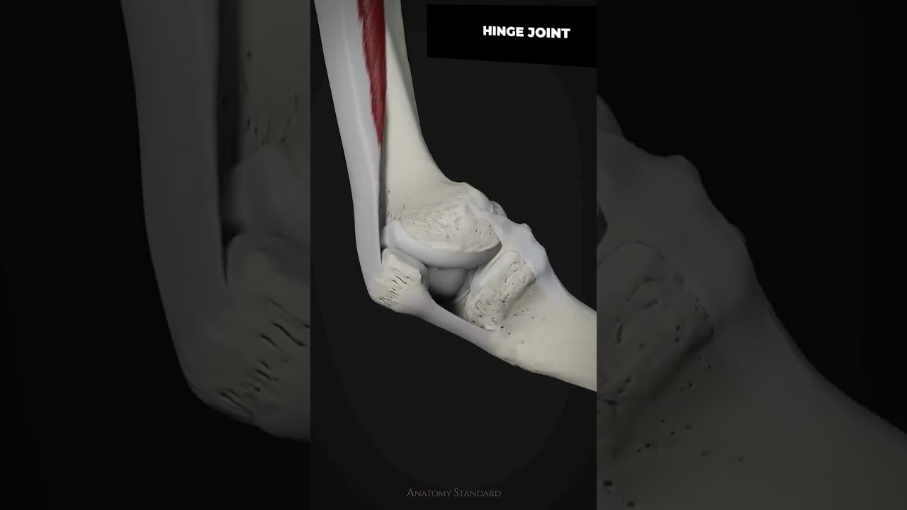 Hinge Joint | Human skeletal system #humanskeletalsystem #bones #skeleton #joints #anatomy #biology