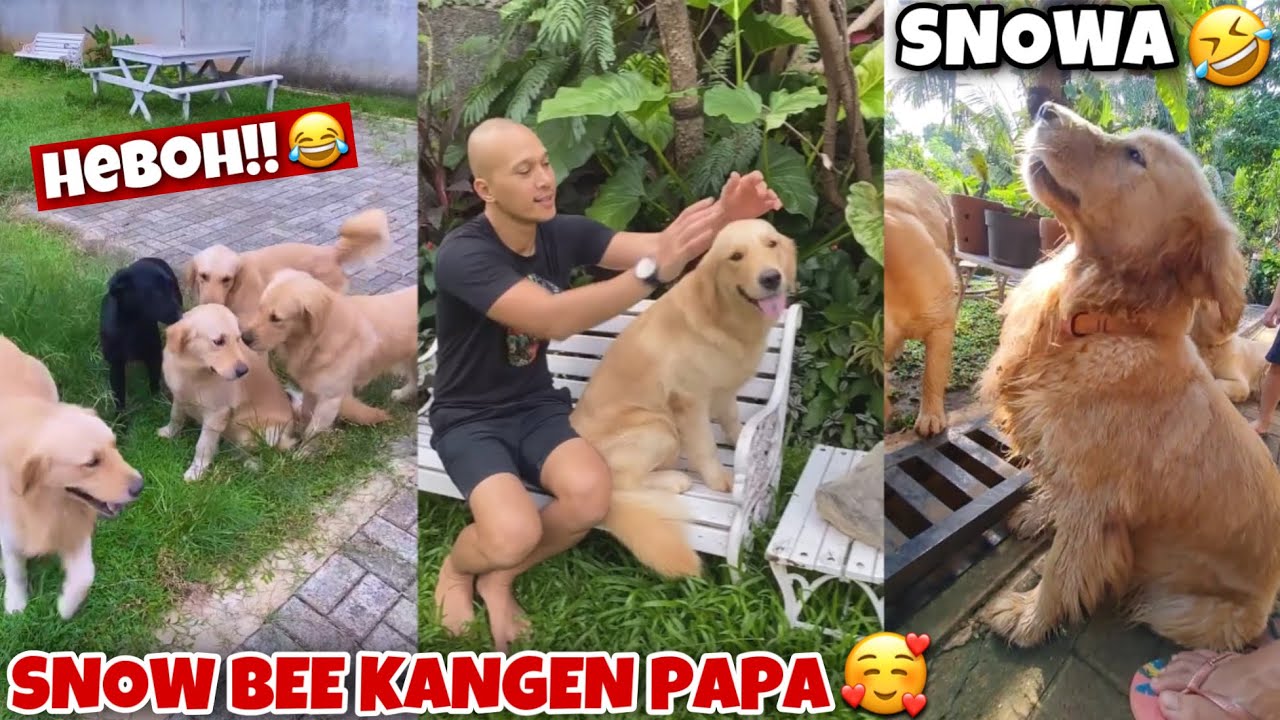 SNOW BEE PULANG KE RUMAH, LANGSUNG BIKIN HEBOH!😅 SNOWA NAKAL🤣