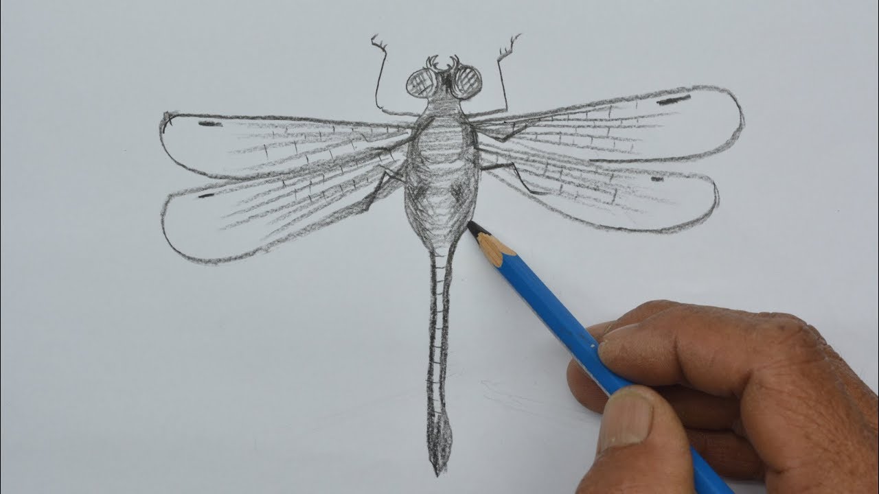 How to Draw a Dragonfly