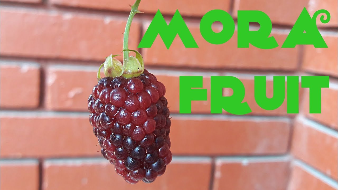 Обзор Mora Fruit — Weird Fruit Explorer, выпуск 216