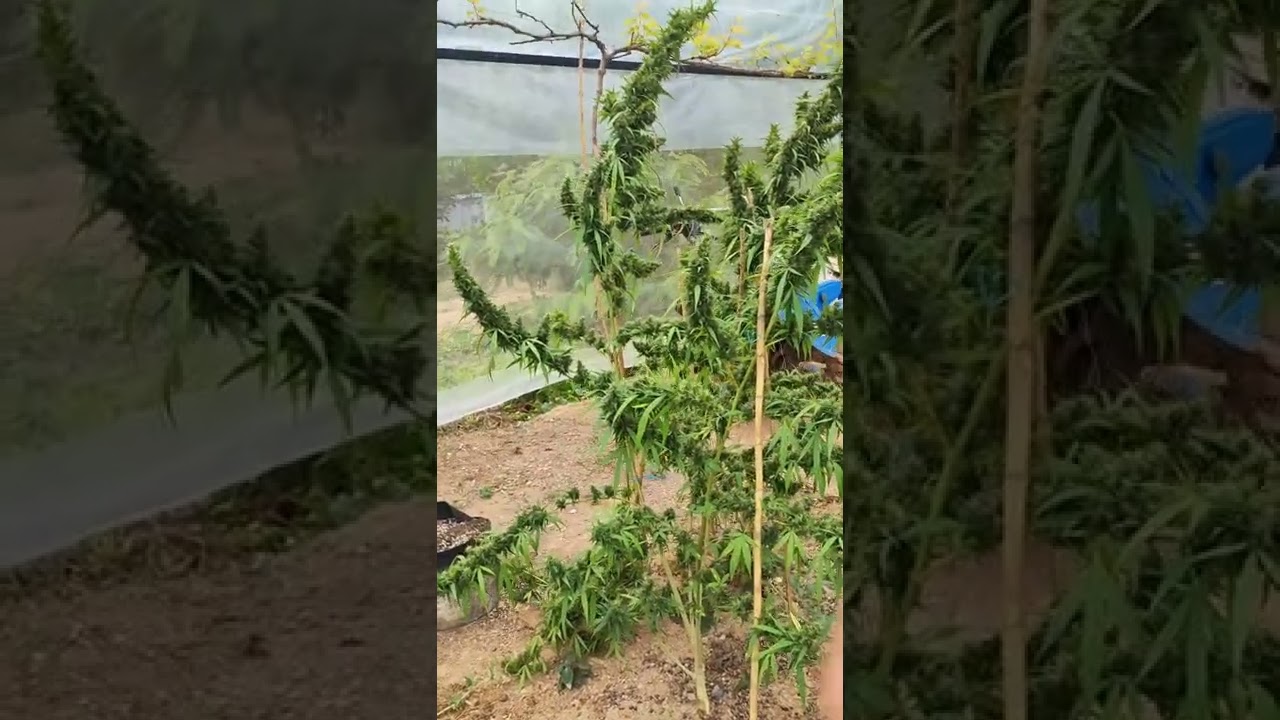 #LandraceStrain #Hunting #MotherPlant #hybrid #medicalcannabis  #CannabisThai #LegalizeMalaysia