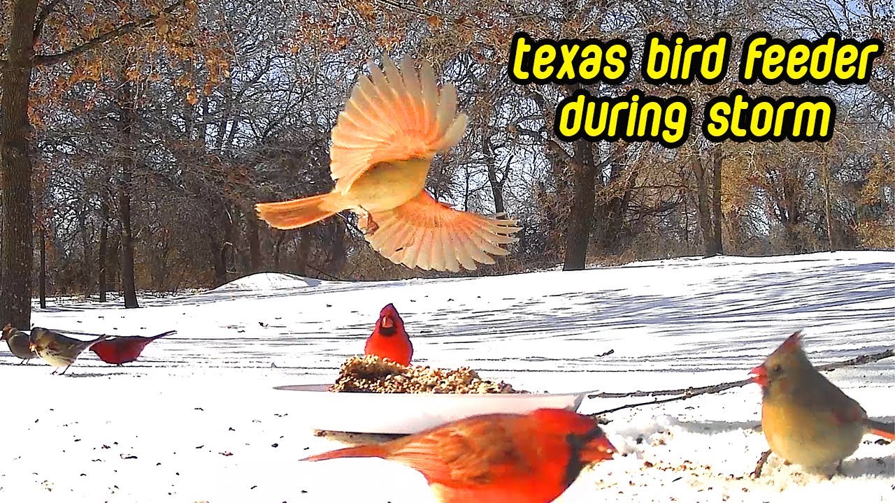 Texas Bird Feeder During Winter Storms  | 40 Minutes Of Birdwatching Including RARE Cardinal
