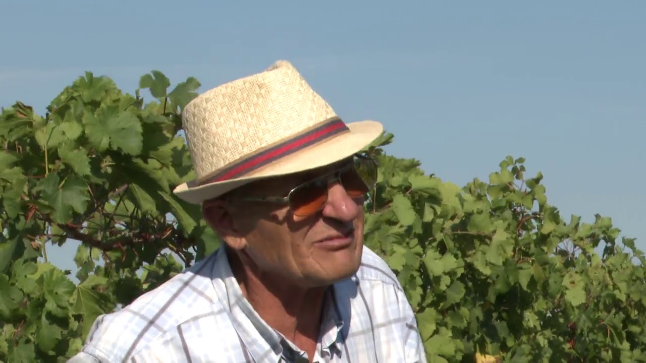 În grădina Danei: Sistem antigrindină, înfiinţarea unei plantaţii de vie şi coada şoricelului (TVR1)