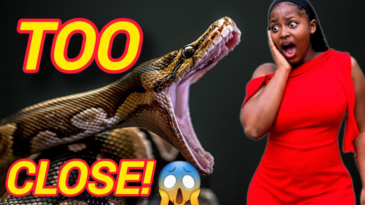 Snakes THIS Close to Me?! 🐍 Nairobi Snake Park & Aquarium Vlog