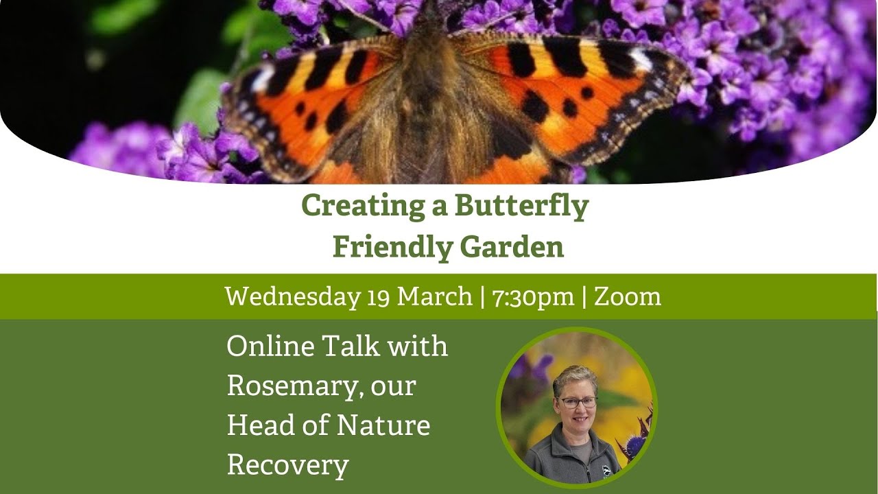 Creating a butterfly friendly garden