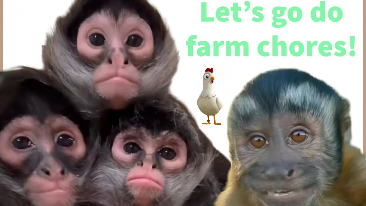 Bear doing farm chores🐒🩵 #fun #animals #monkeys