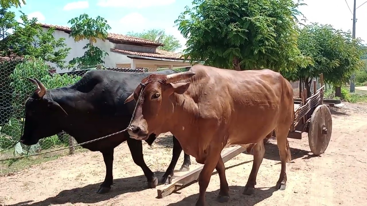 MEU PRIMO COM SEU CARRO DE BOI 31/12/2025