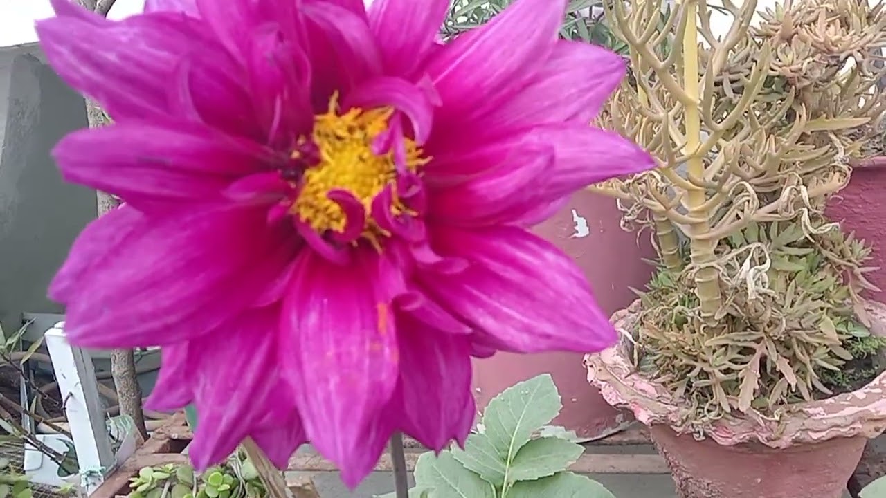 The Tremendous of benefits cutting and pruning (705)