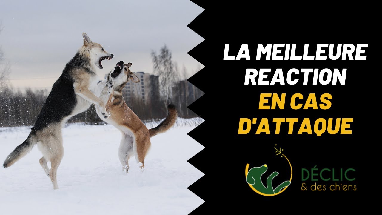 Comment réagir si un chien attaque mon chien ?
