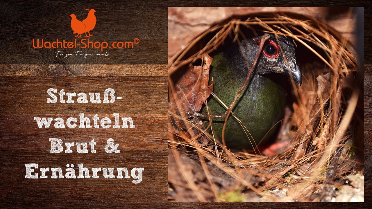 Straußwachteln Brut & Ernährung | Wachtel-Shop.com
