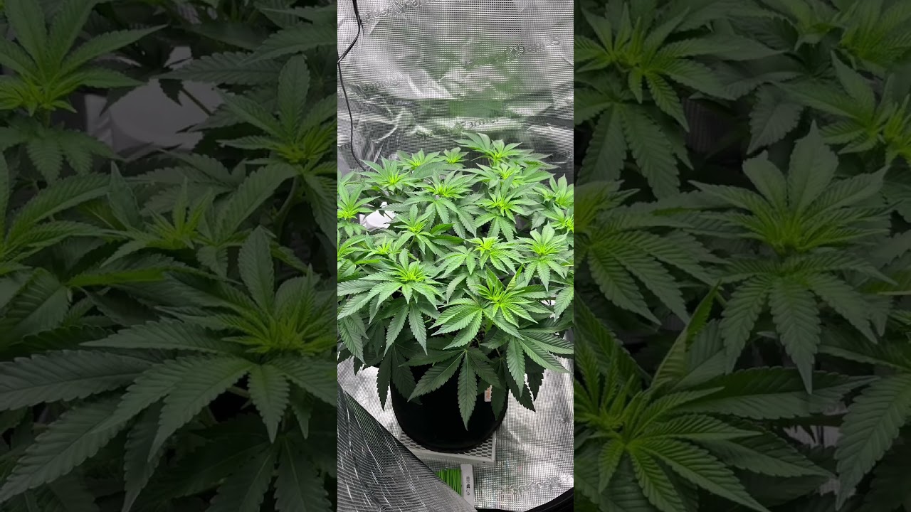 Tropicana cherry f1