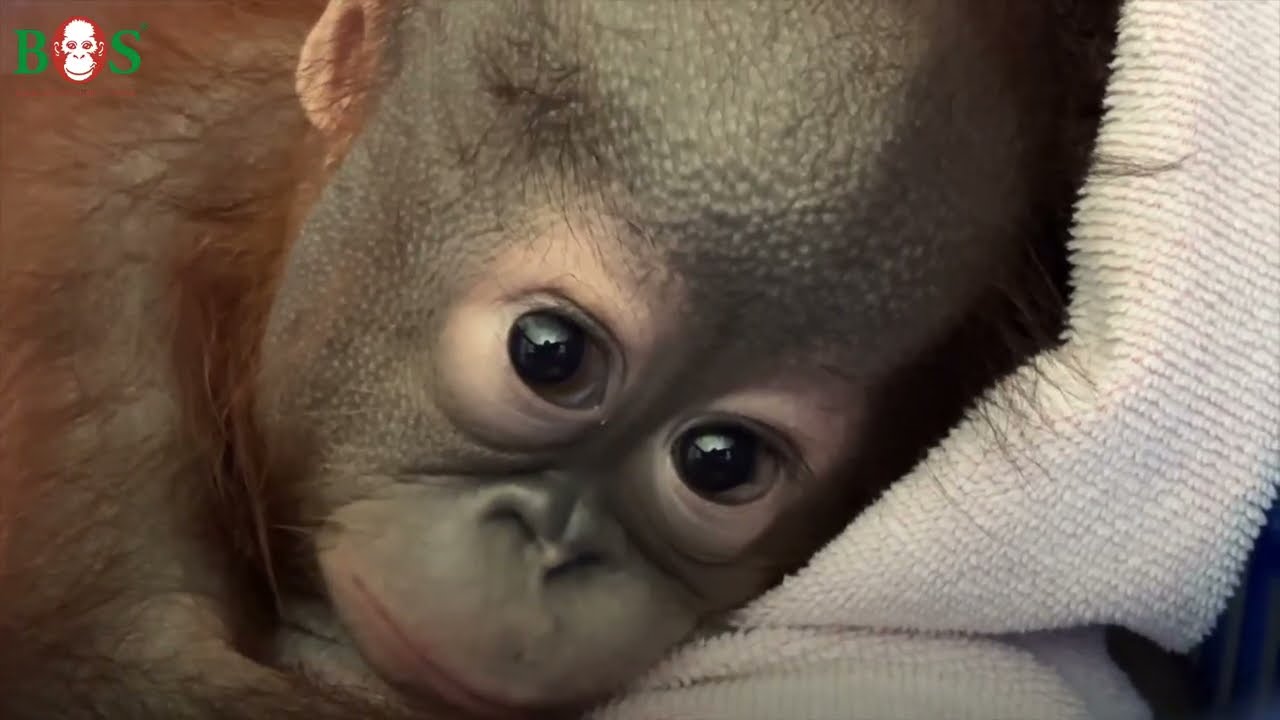 2026 - Ein erfolgreiches Jahr für den Orang-Utan-Schutz | BOS | orangutan.de Deutschland e.V.