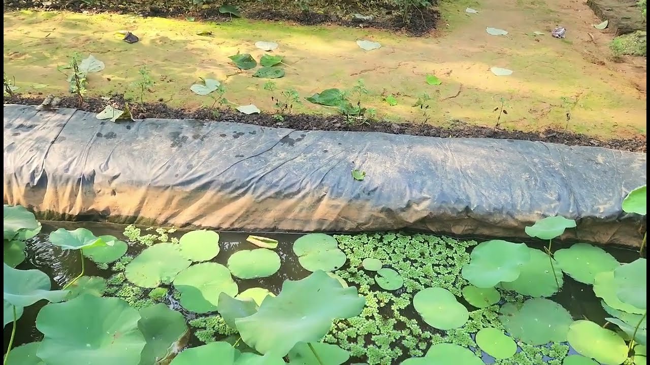 Lotus plants at watergarden  ll  How to plants lotus with fish at home  ll  nice waterlily bloomed 🪷